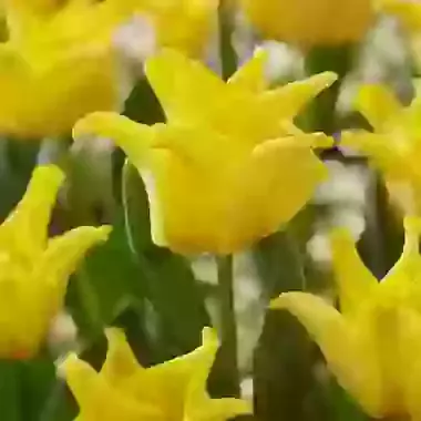 Yellow Crown